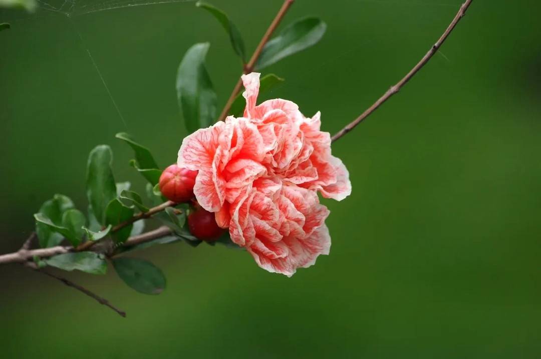 岁时草木记 榴月看榴花 美人 吉祥树都是它 颜色 花苞 杨贵妃