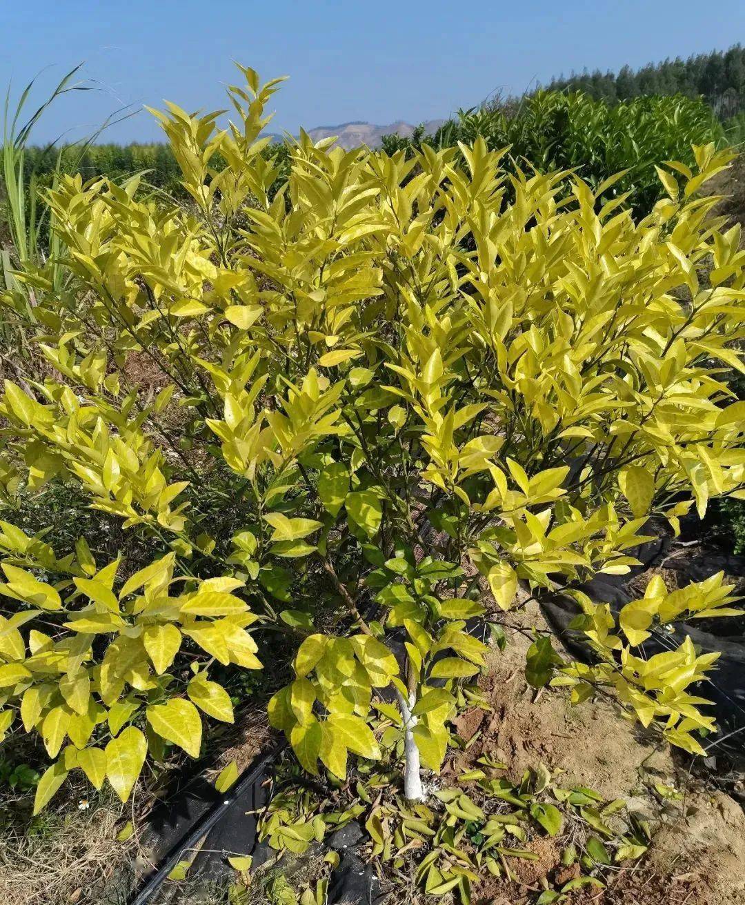 柑橘黄龙病可控不可治梢期这样做将木虱追杀到底