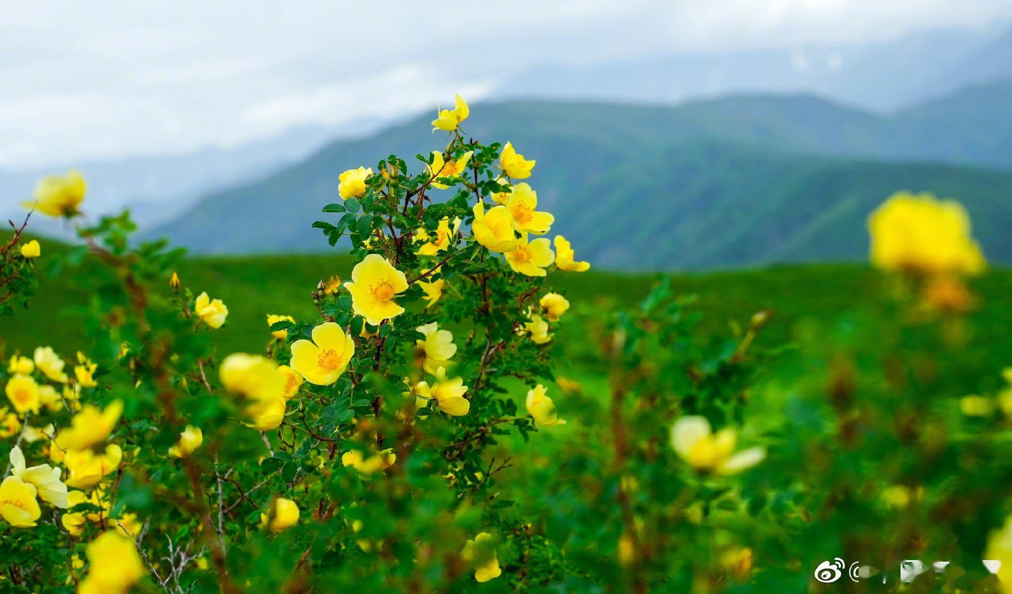 新疆吐尔加辽草原山花竞相绽放令人陶醉