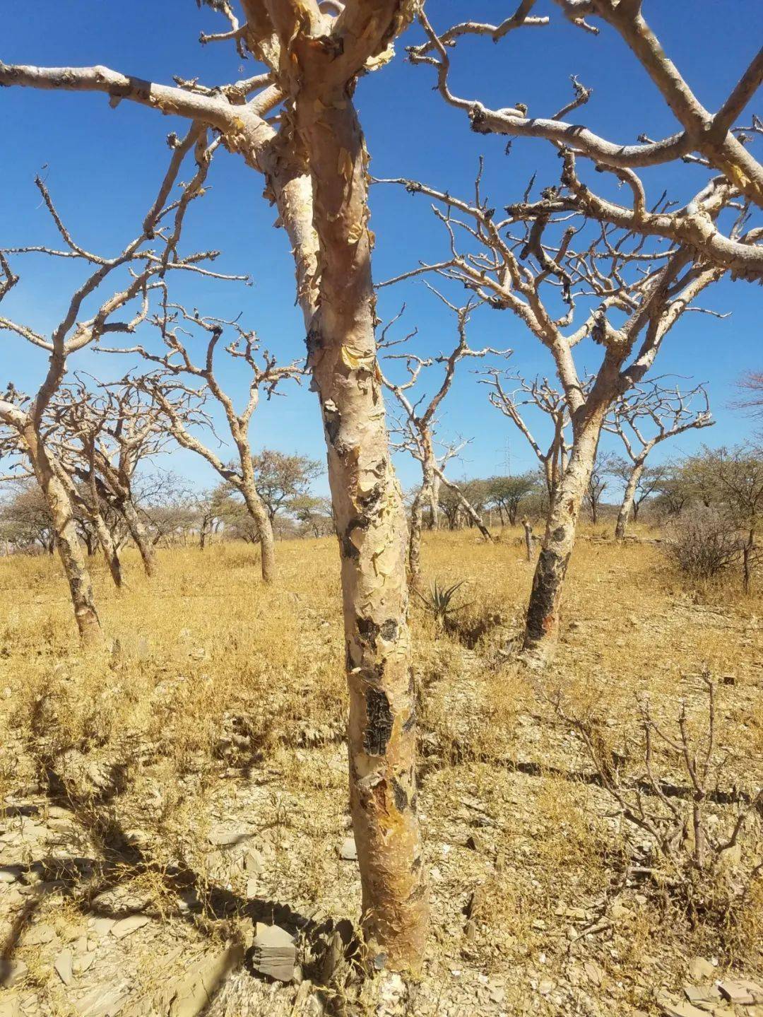 物种日历boswelliapapyrifera纸皮乳香