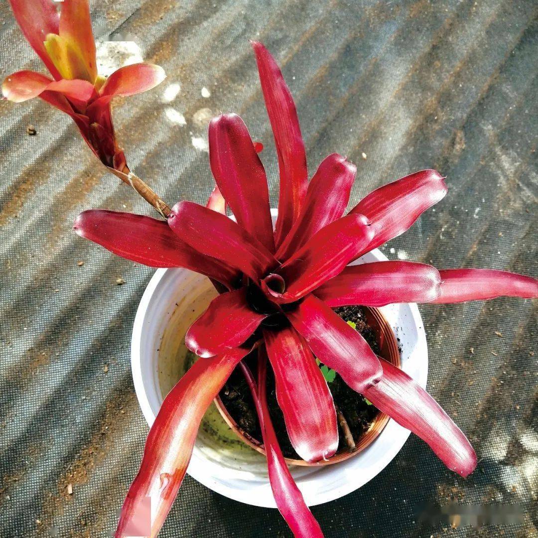具优良观赏性的小型彩叶凤梨 | 新品_斑点_红色_株型