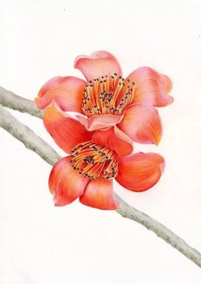 彩铅木棉花的画法步骤教程