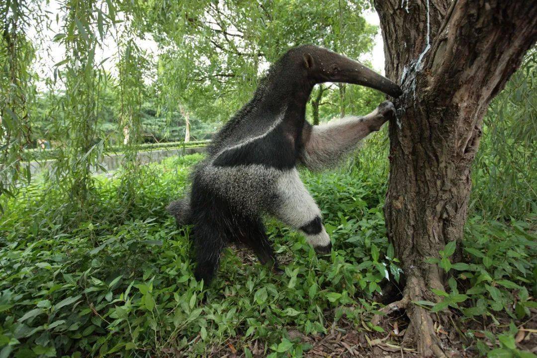 奇妙的动物——大食蚁兽_蚂蚁_前爪_扫把