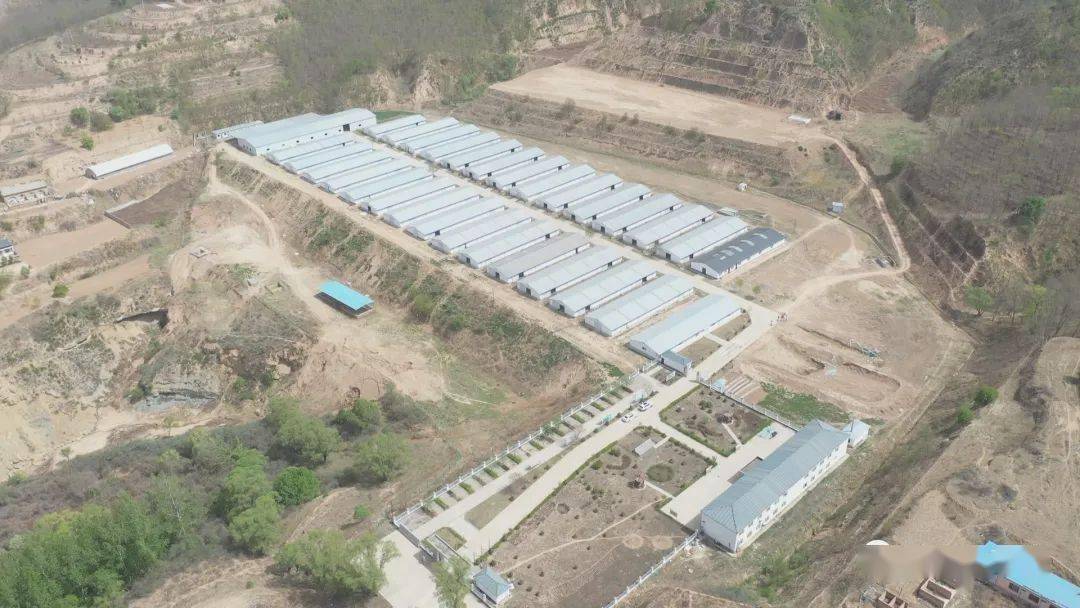 明日剧透|黑萨羊业:发展规模养殖 打造标准化肉羊产业_防疫_统一_畜