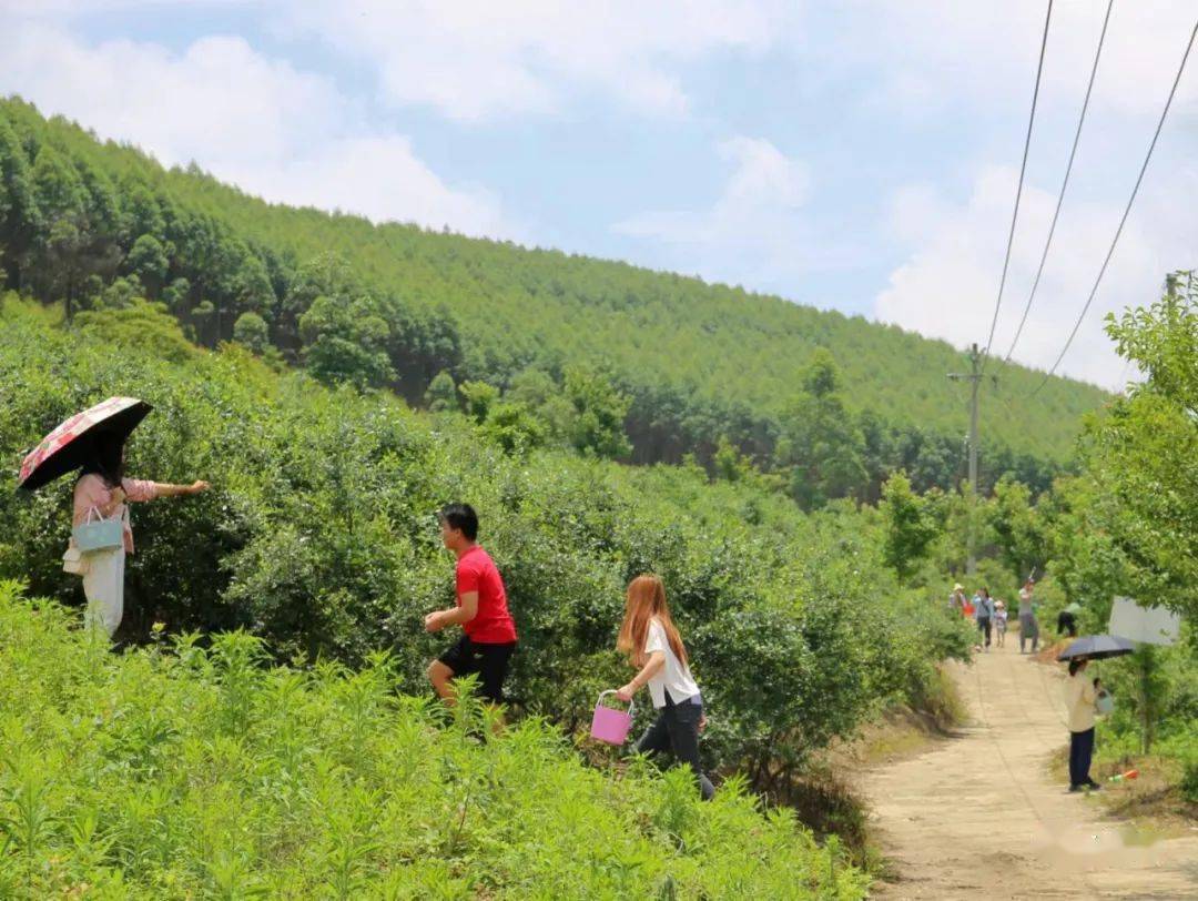距离柳州38公里的这个山头40元就可实现蓝莓自由