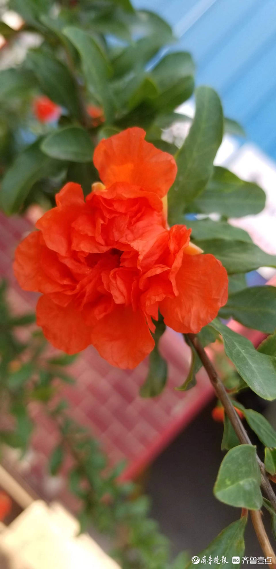 五月榴花红似火_居士_绣源_榴花