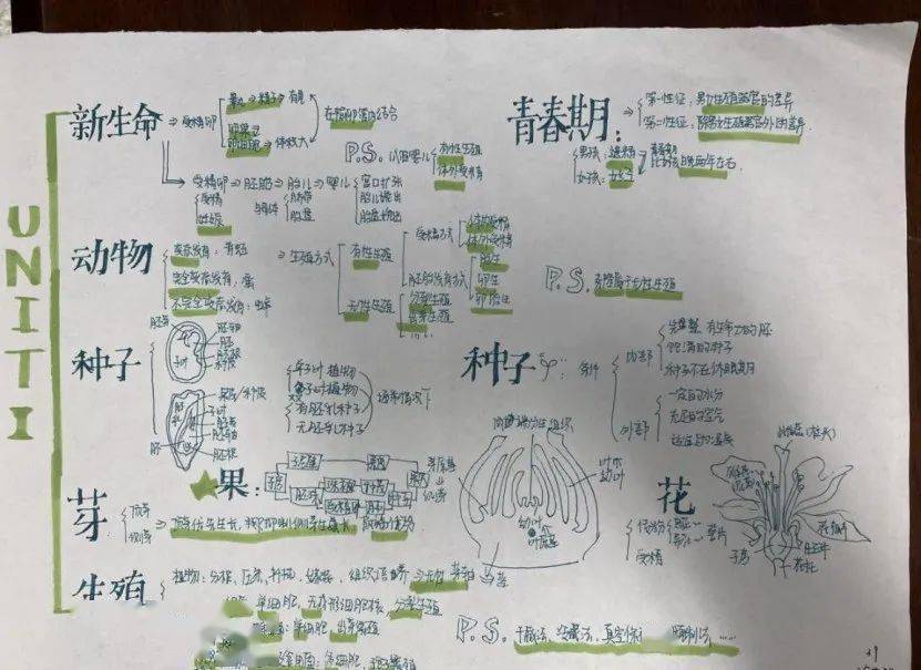 同学们在绘制思维导图的过程当中,充分运用左右脑的机能,利用记忆