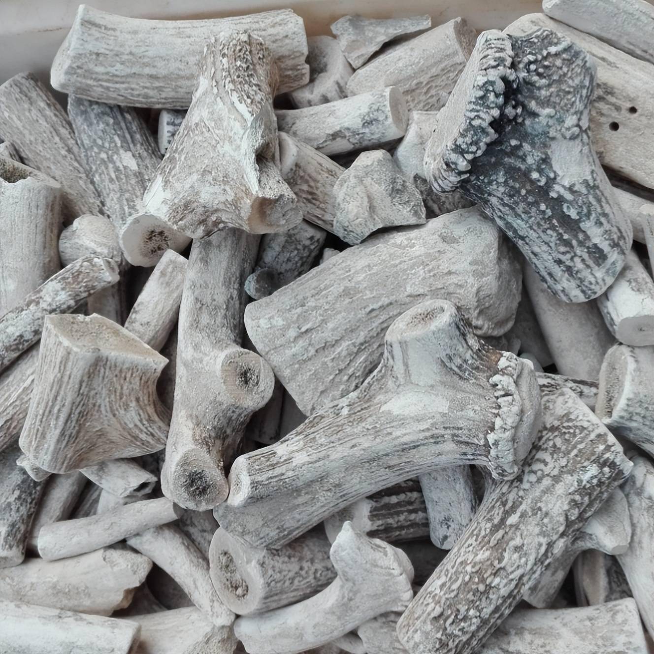 鹿角 本品为鹿科动物马鹿已骨化的角或锯茸后翌年春季脱落的角基,分别