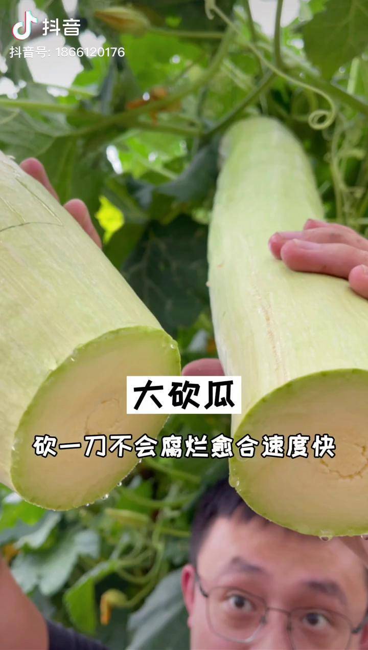 这是一种神奇的砍瓜想吃多少砍多少砍完伤口会愈合不会腐烂