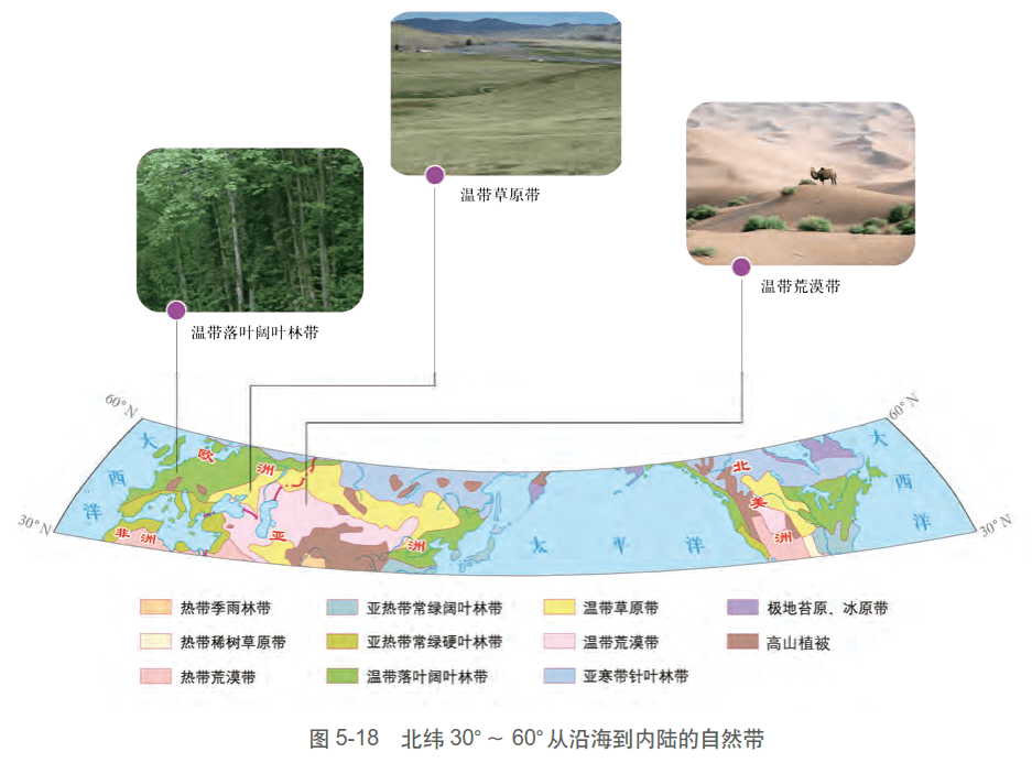 大陆东岸树种呈现热带雨林—热带季雨林—亚热带常绿阔叶林—温