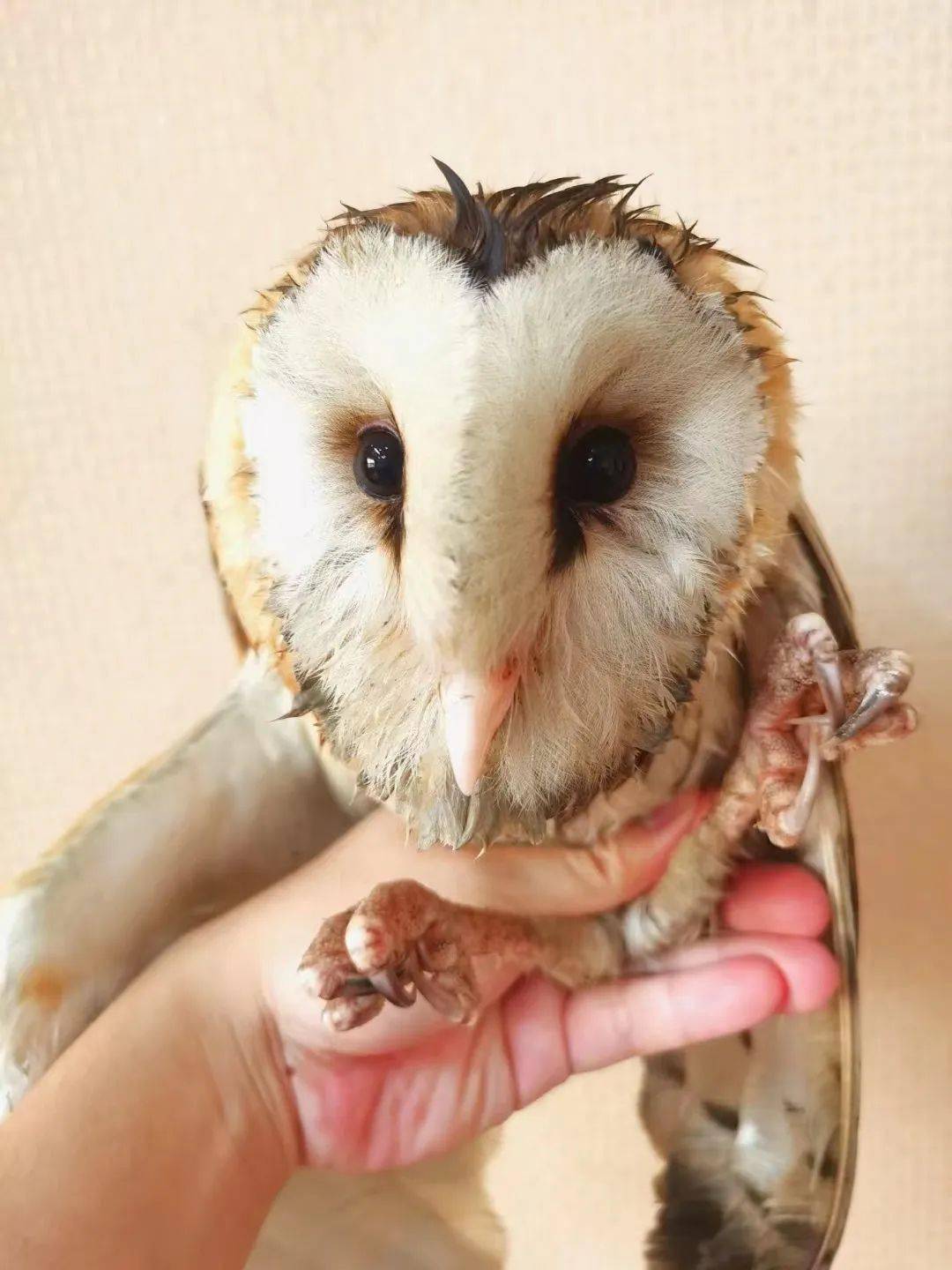 猫头鹰突然闯进新庄一村民家中原来竟是只草鸮