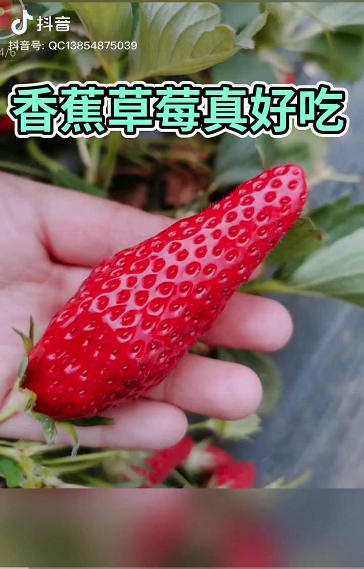 这个是辣椒还是草莓香蕉草莓苗草莓苗种苗