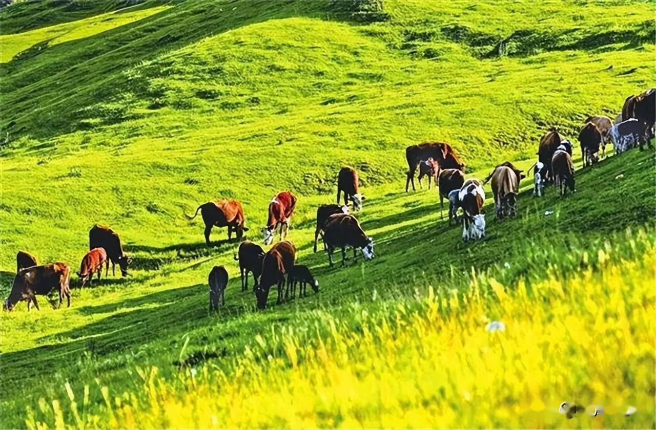15条如意甘肃陇上乡遇乡村旅游夏季精品线路让你清凉一夏
