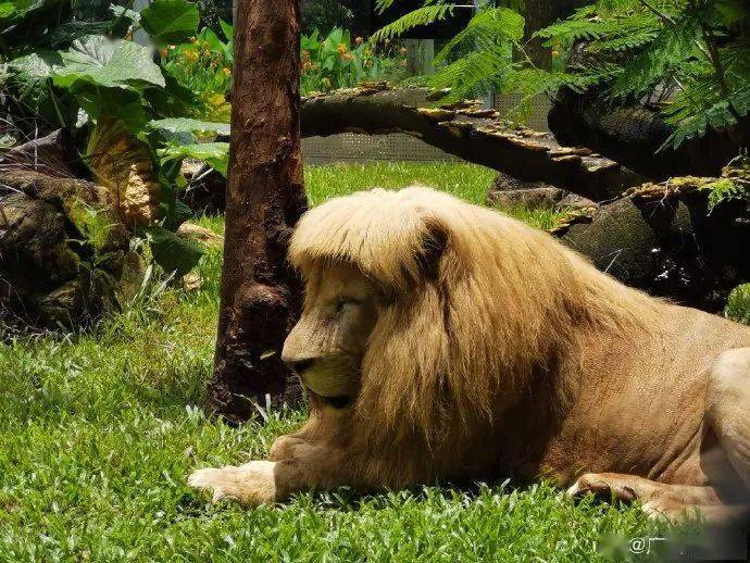 超萌今日广州下了一点雨齐刘海tony老狮又回来了