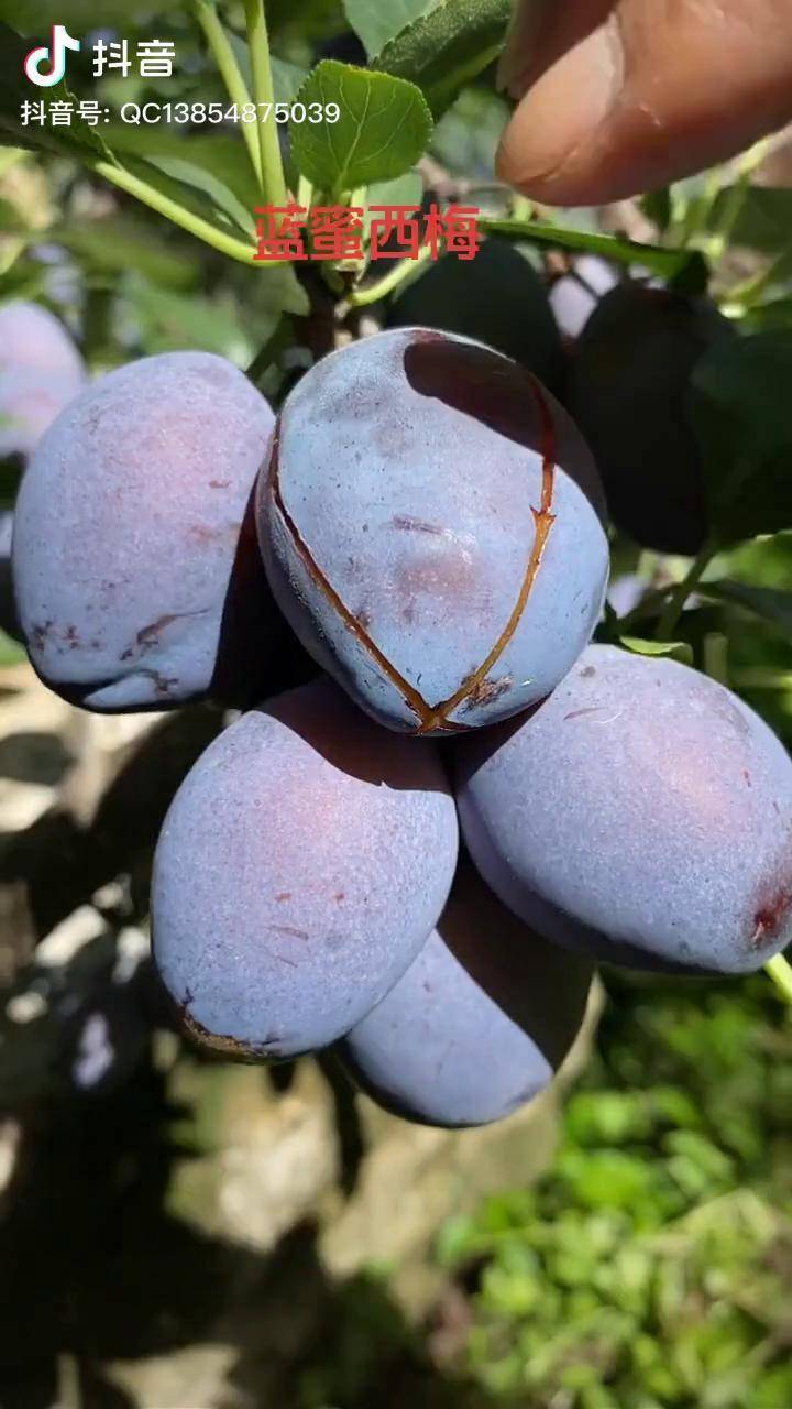蓝蜜西梅优质西梅品种果肉金黄口感纯甜南北方均可种植蓝蜜西梅苗西梅