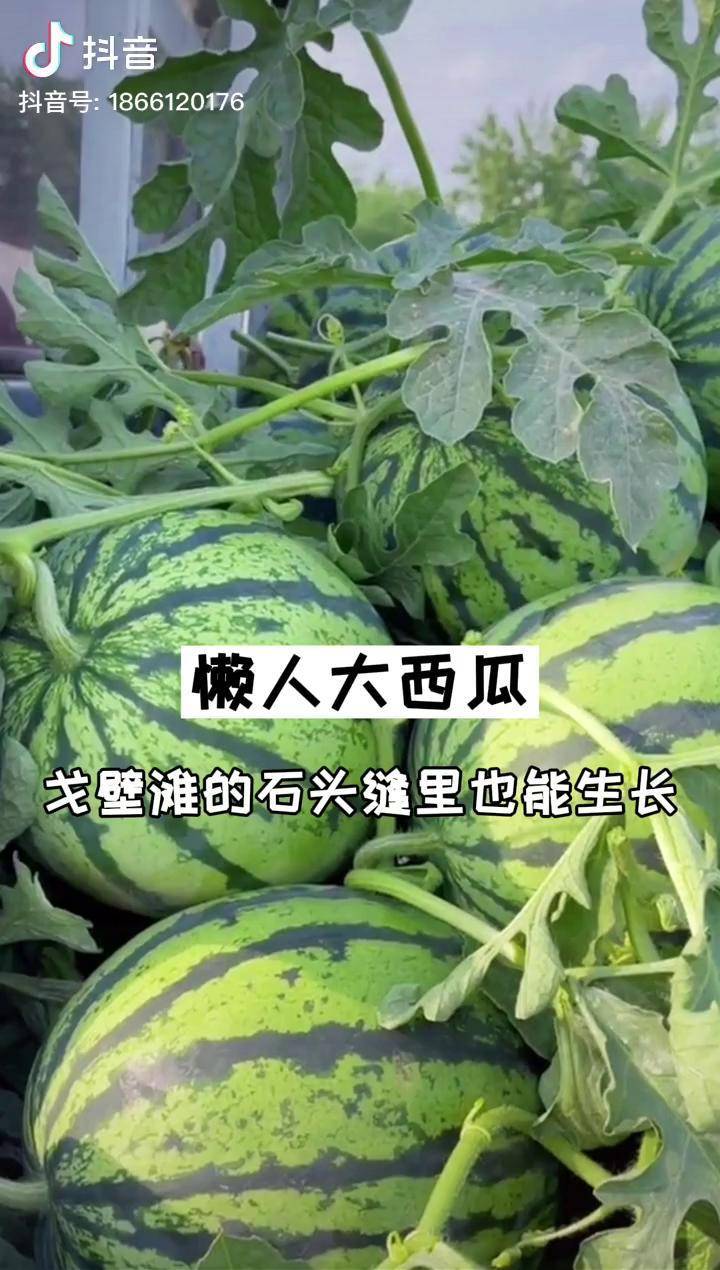 懶人也能種出大西瓜這就是懶漢西瓜戈壁灘的石頭縫裡都能生長