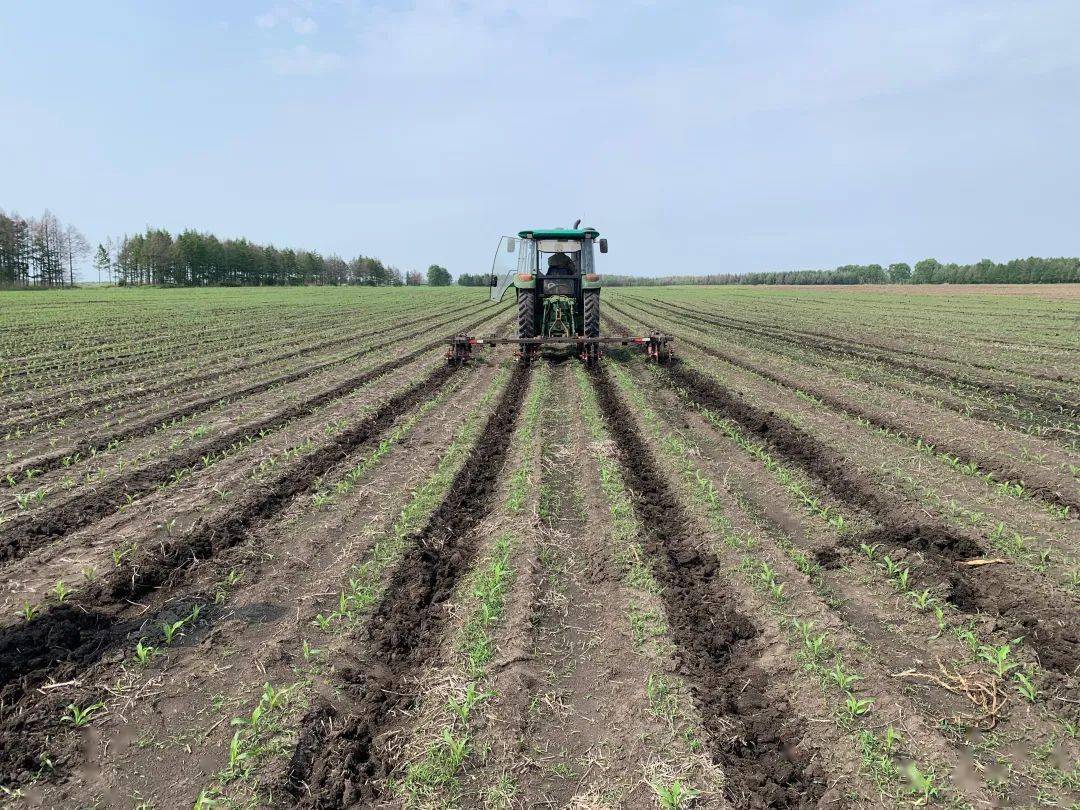 856三区玉米中耕放寒精耕细管促高产