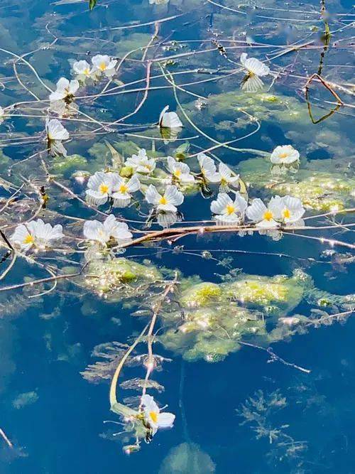 瀘沽湖~邂逅醉美水性楊花,神秘女兒國之旅_溫泉_明珠_懸崖