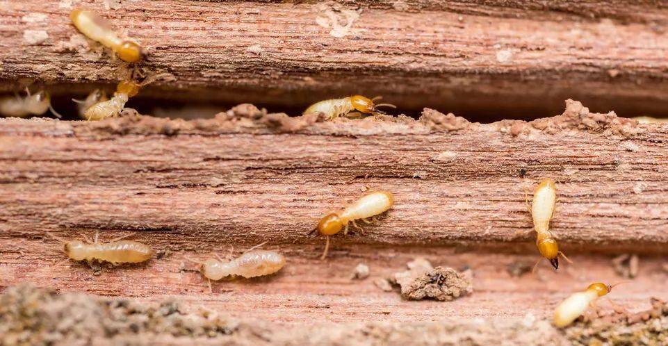 数万白蚁在灯下飞舞,原来是在集体相亲_上海白蚁爆发_繁殖_是一种