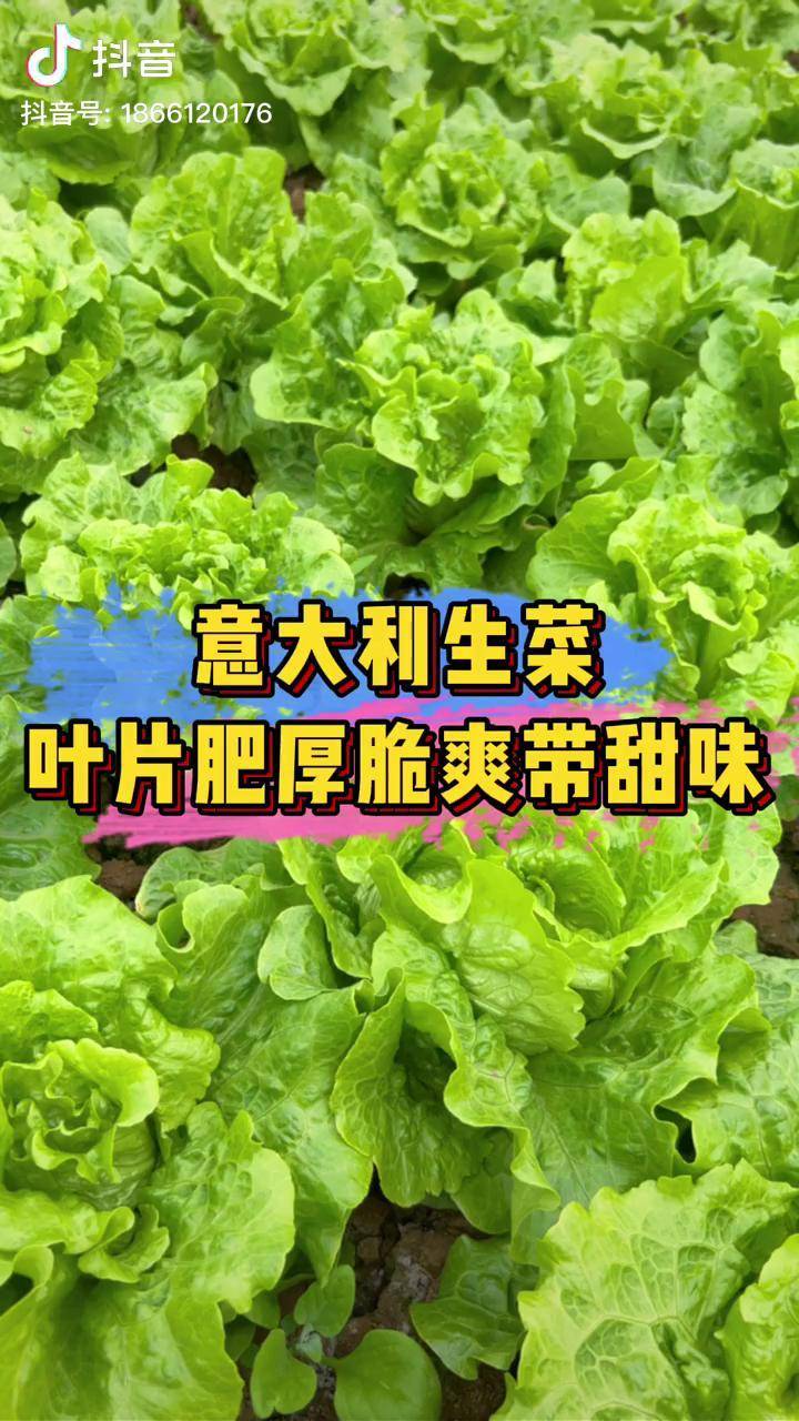 意大利生菜口感脆嫩叶片肥厚基本没有苦味喜欢吃生菜的别错过种菜
