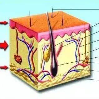 皮肤的结构，你了解吗？_细胞_功能_表皮