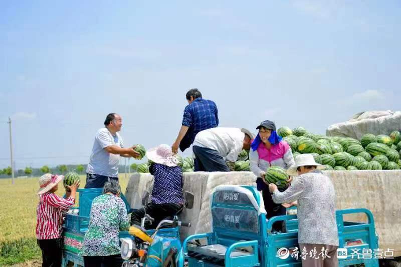 西瓜變身致富果馬莊鎮西瓜豐收畝產過萬斤