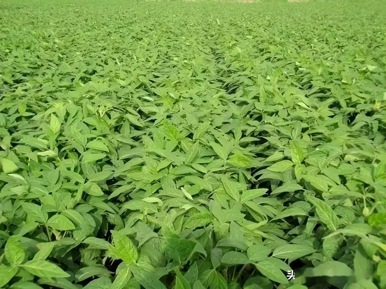 (高产必备)_病虫草害_种植_秸秆