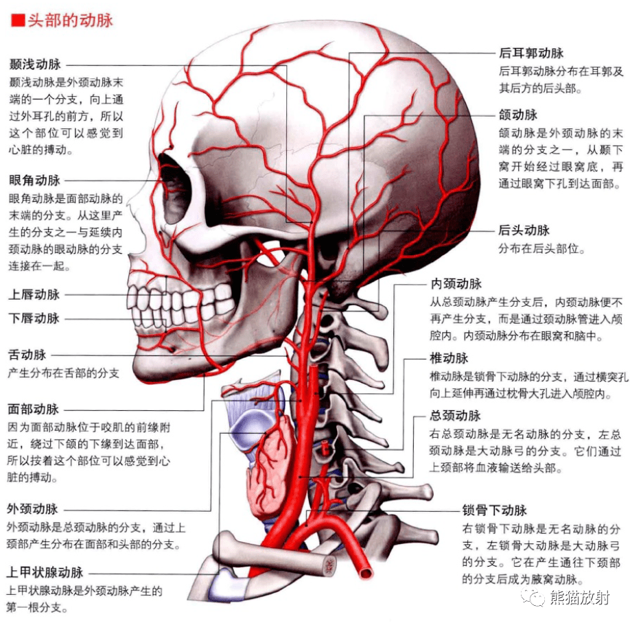 丨正常变异willis环丨最细解剖 最全变异大脑血供区域图及血管解剖图