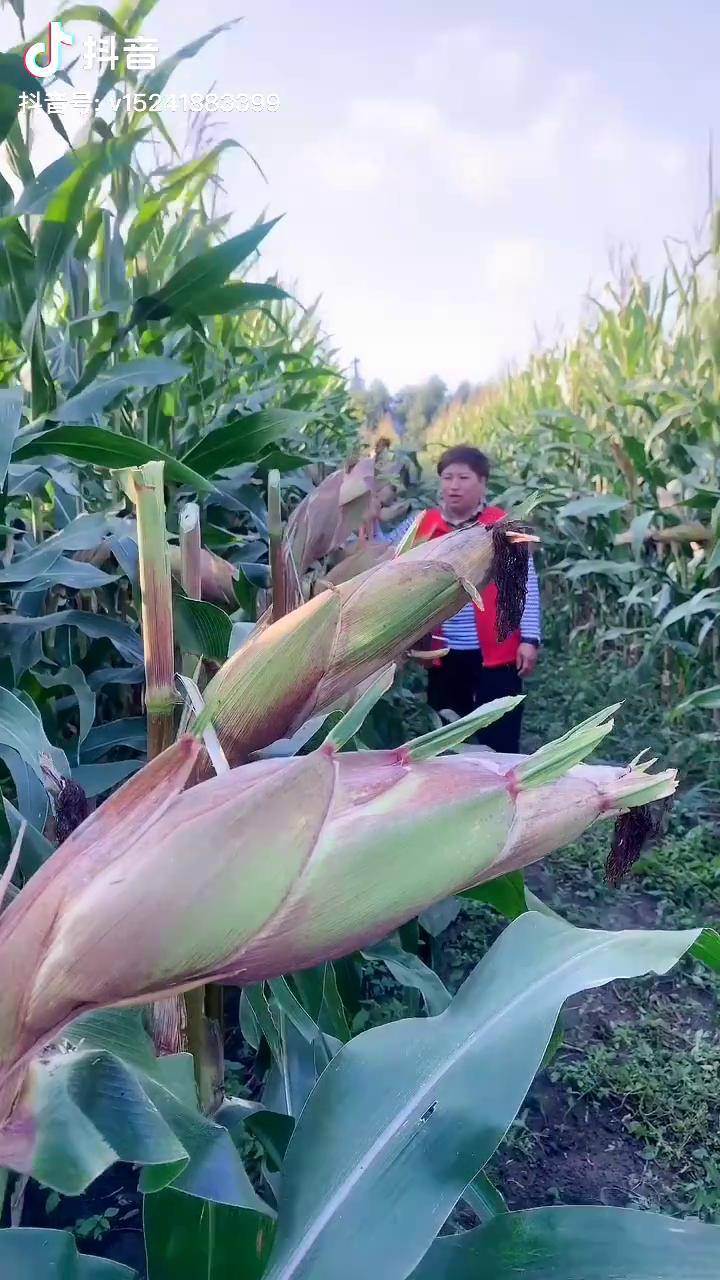 新农人计划2021收获的季节玉米丰年庆丰收丰收的季节