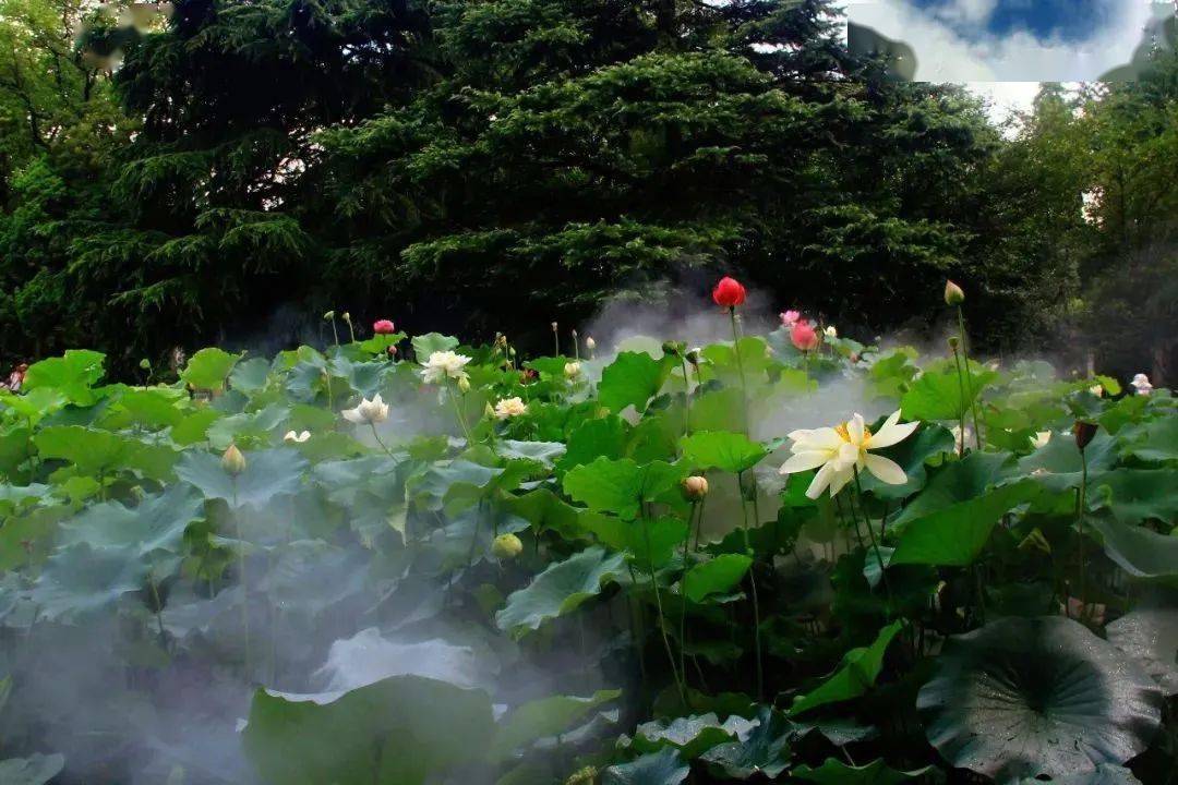 湖南赏荷攻略来了!这个夏天不能错过