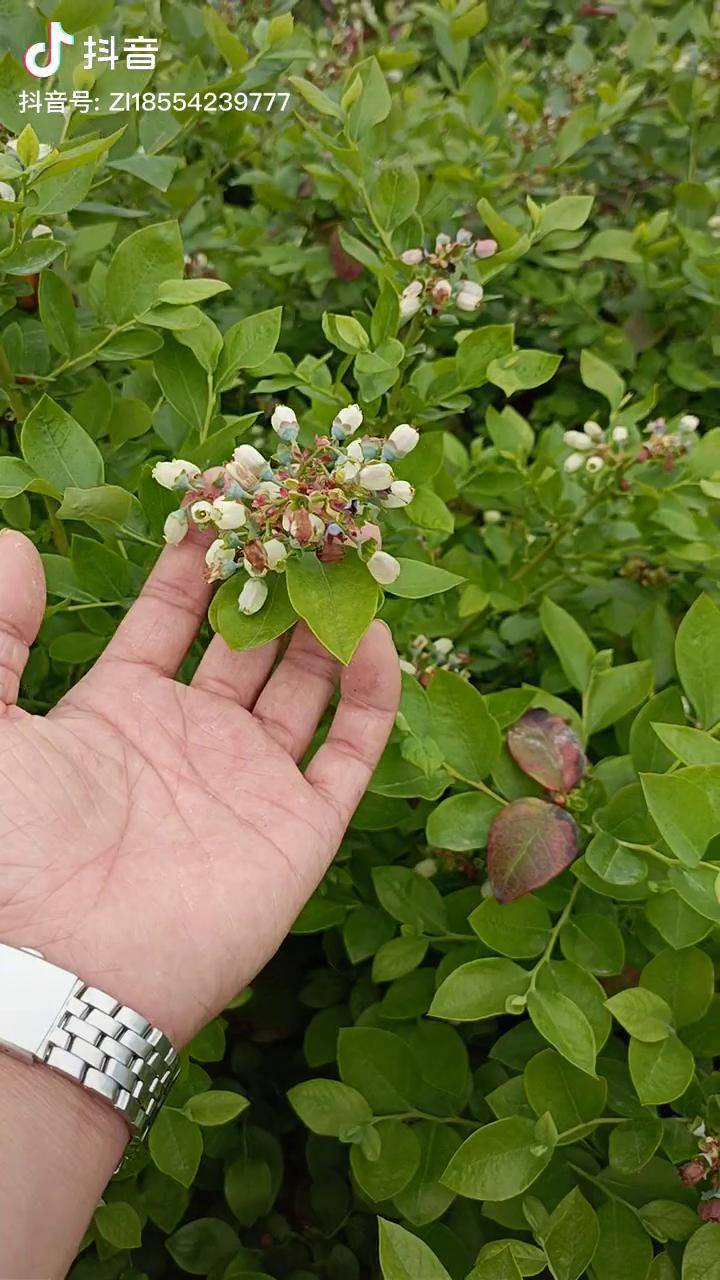 蓝莓花芽和叶芽图片图片