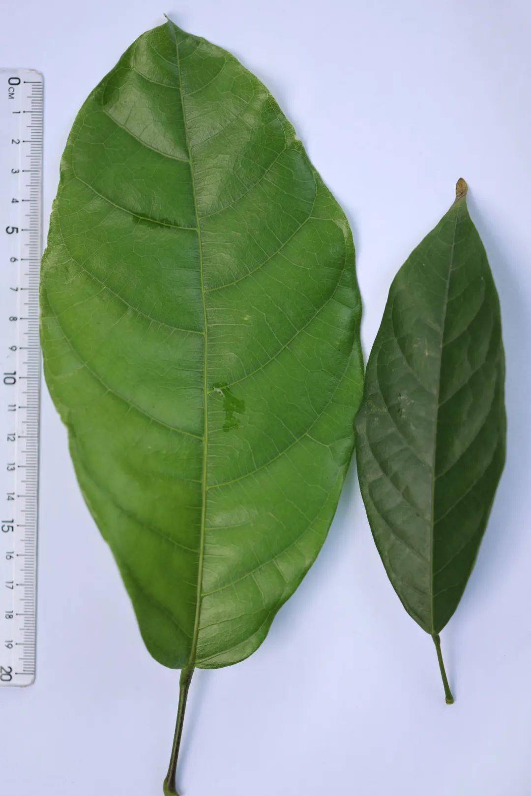 真假香苹婆丨花颜鸟语