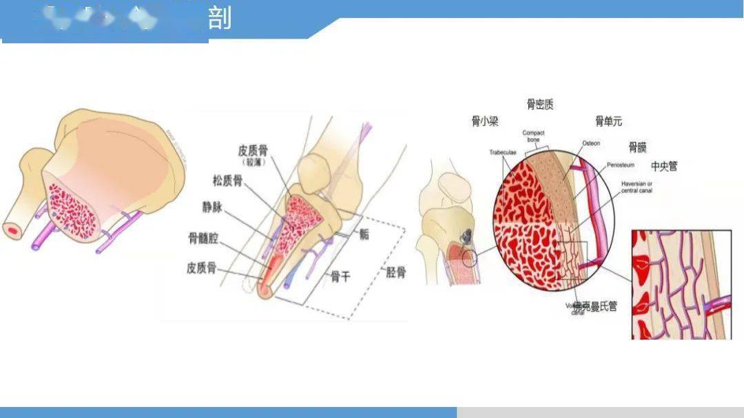 骨髓腔穿刺输液图解图片