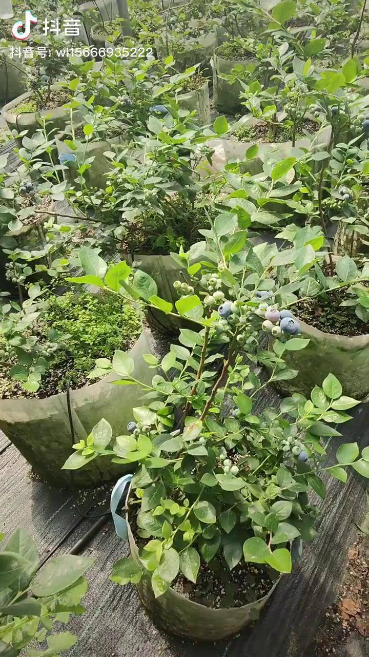 蓝莓苗结果状态个头大产量高珠宝蓝莓苗蓝莓苗