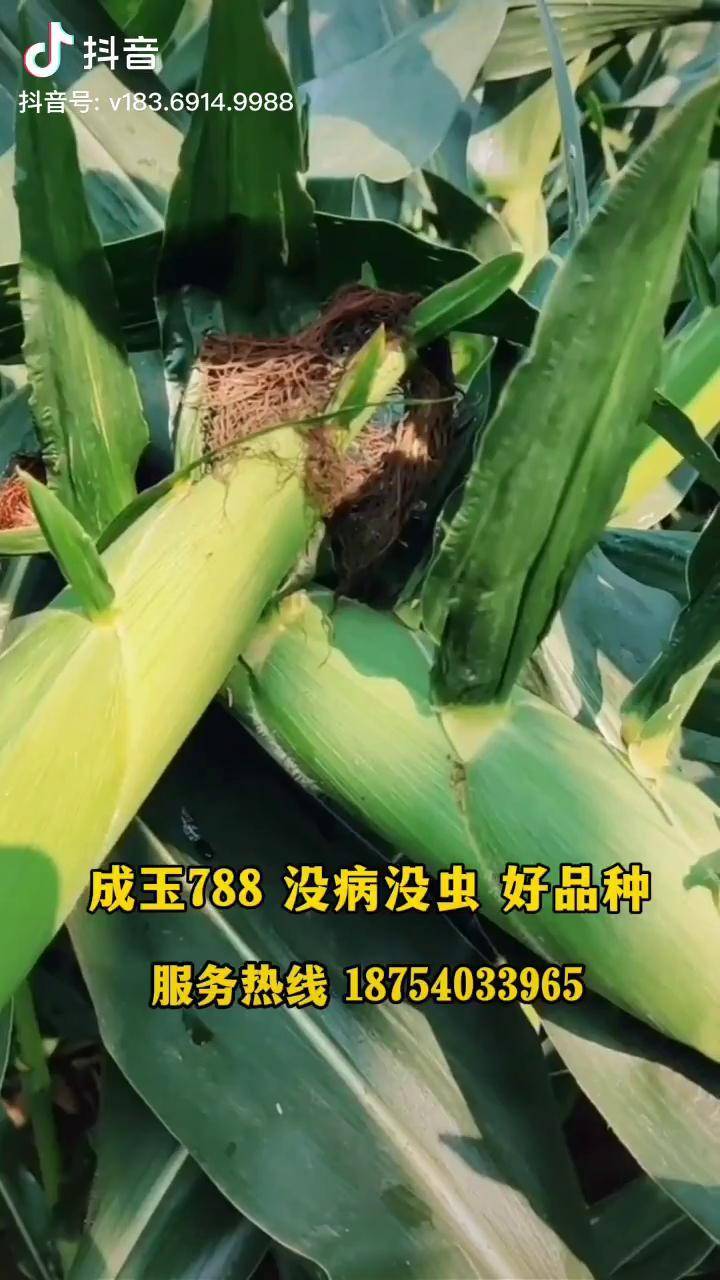 成玉788图片