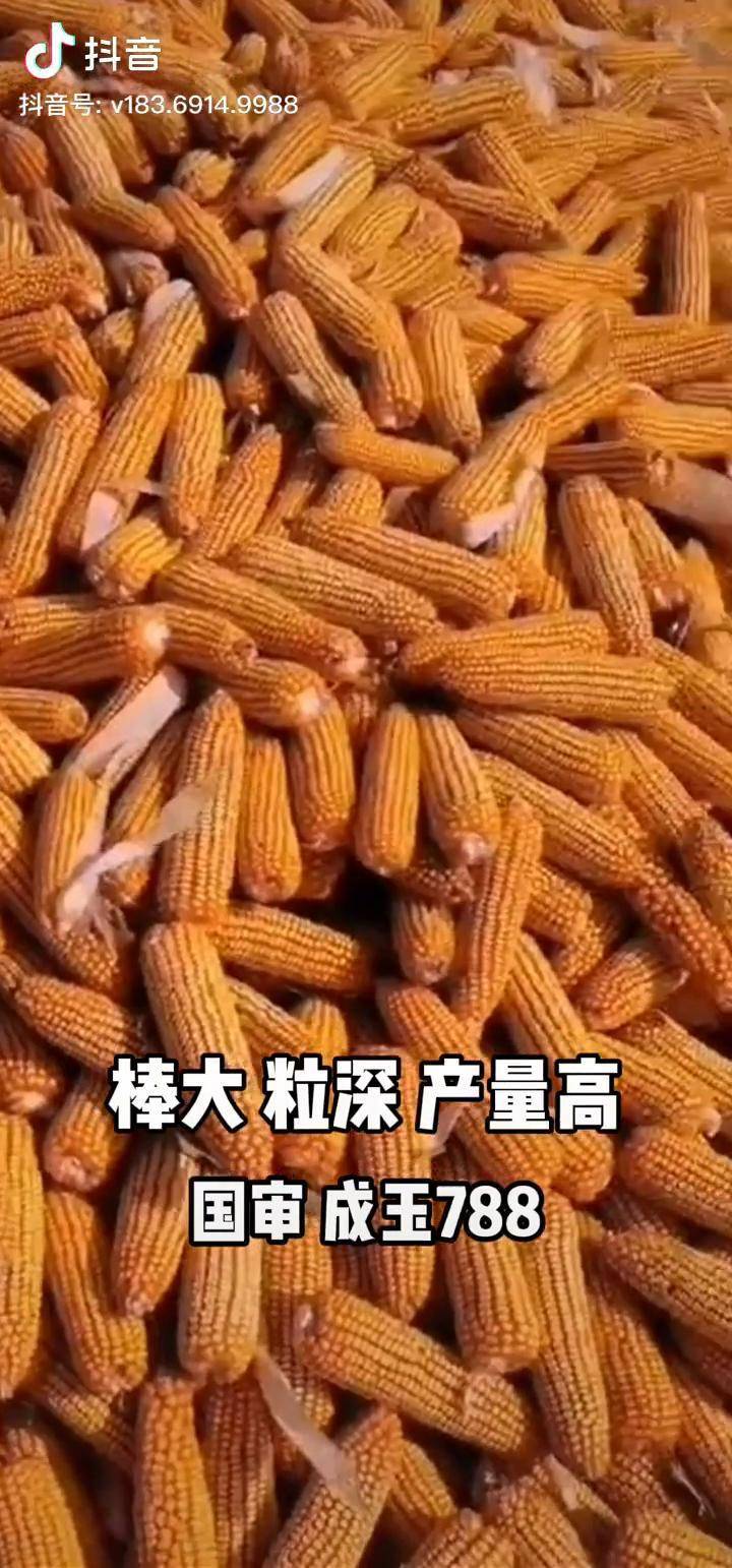 成玉788图片