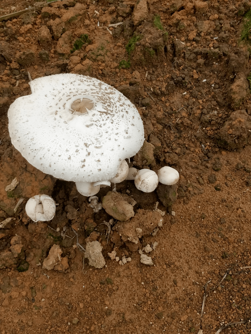 农村常见毒蘑菇图片