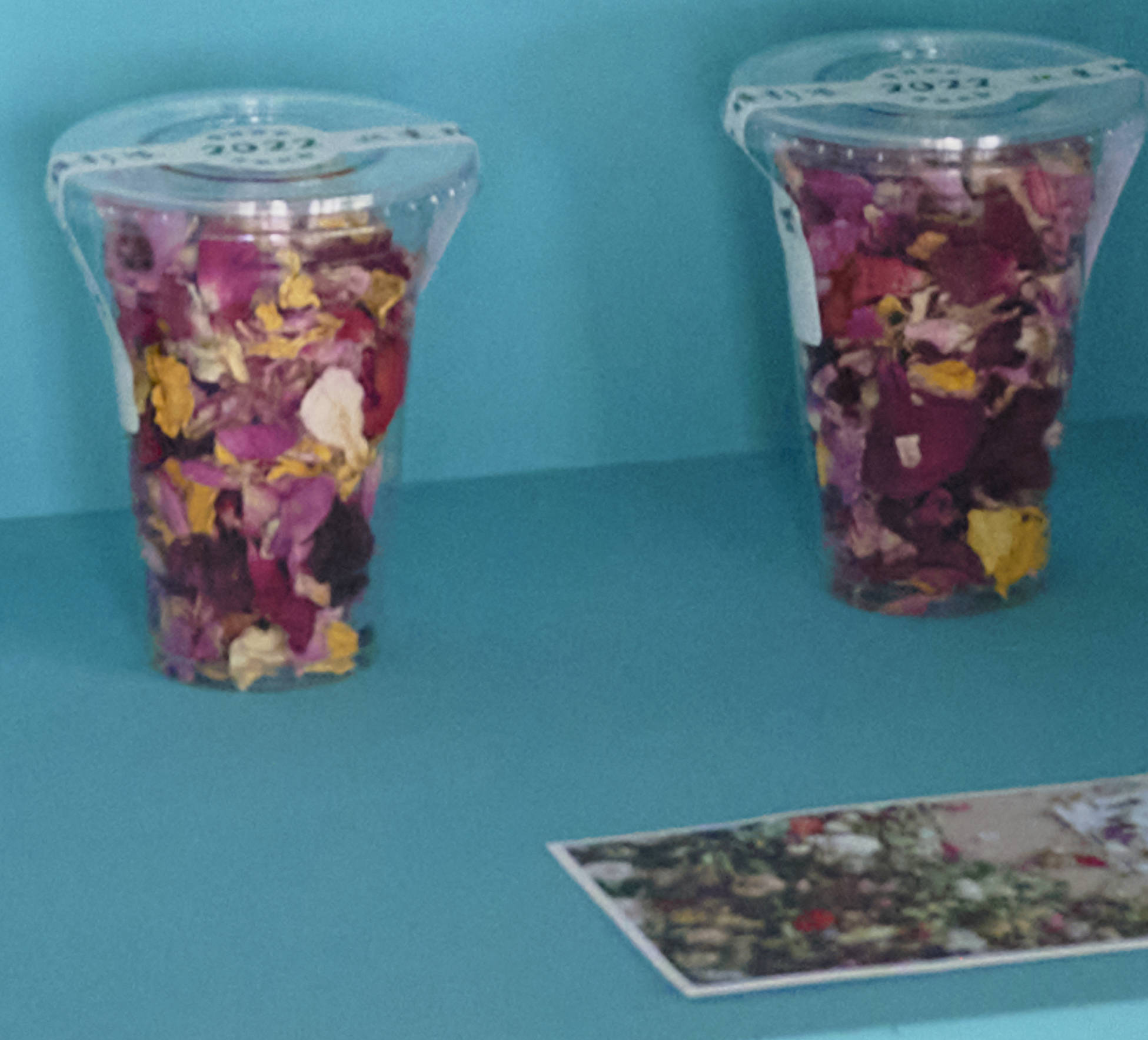 摄影记疫｜辰山植物园收集春天的花瓣，赠与当日入园游客