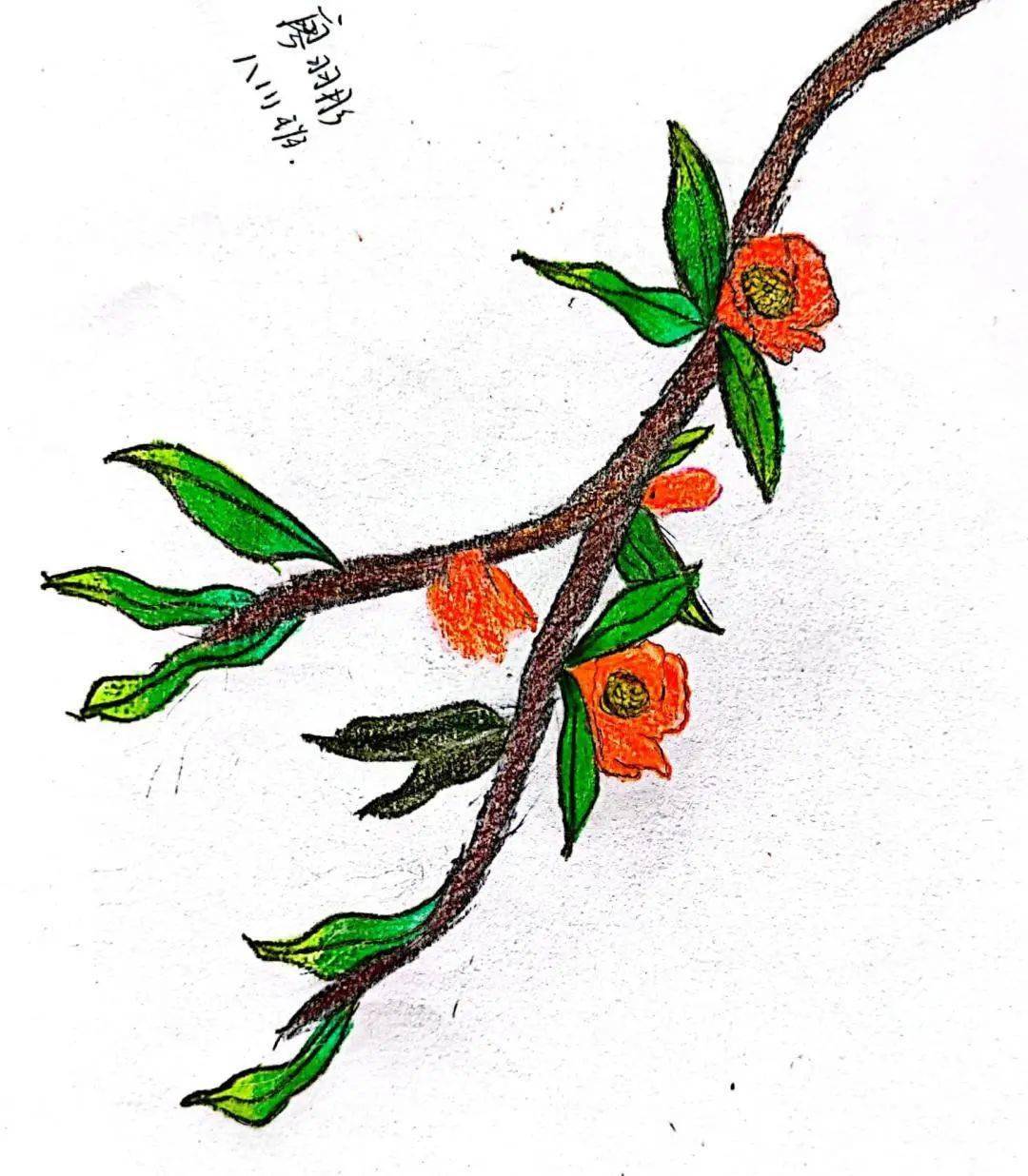 殷雯96七3 夏明轩96七4 徐珂96七6 李一晨96八5 戚乐肾形草