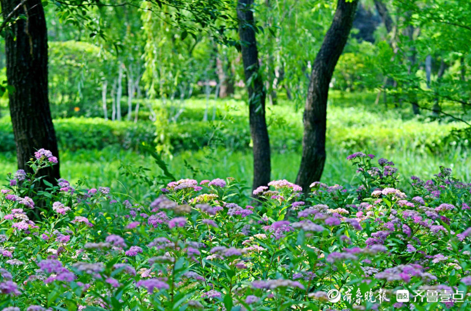 好景山东|小巧精致花姿绰约！济南森林公园绣线菊开美翻整个夏天