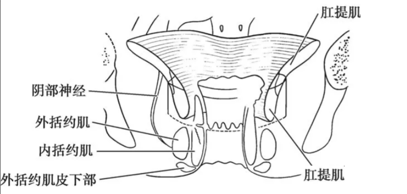 褶皺_肛門_鬆緊帶