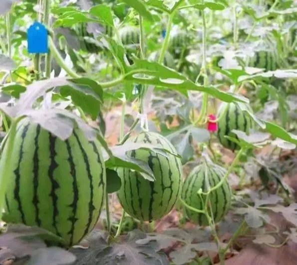 樱桃直通车炎炎夏日快到通州这里享水果盛宴冰糖脆樱桃手剥蜜糖小西瓜