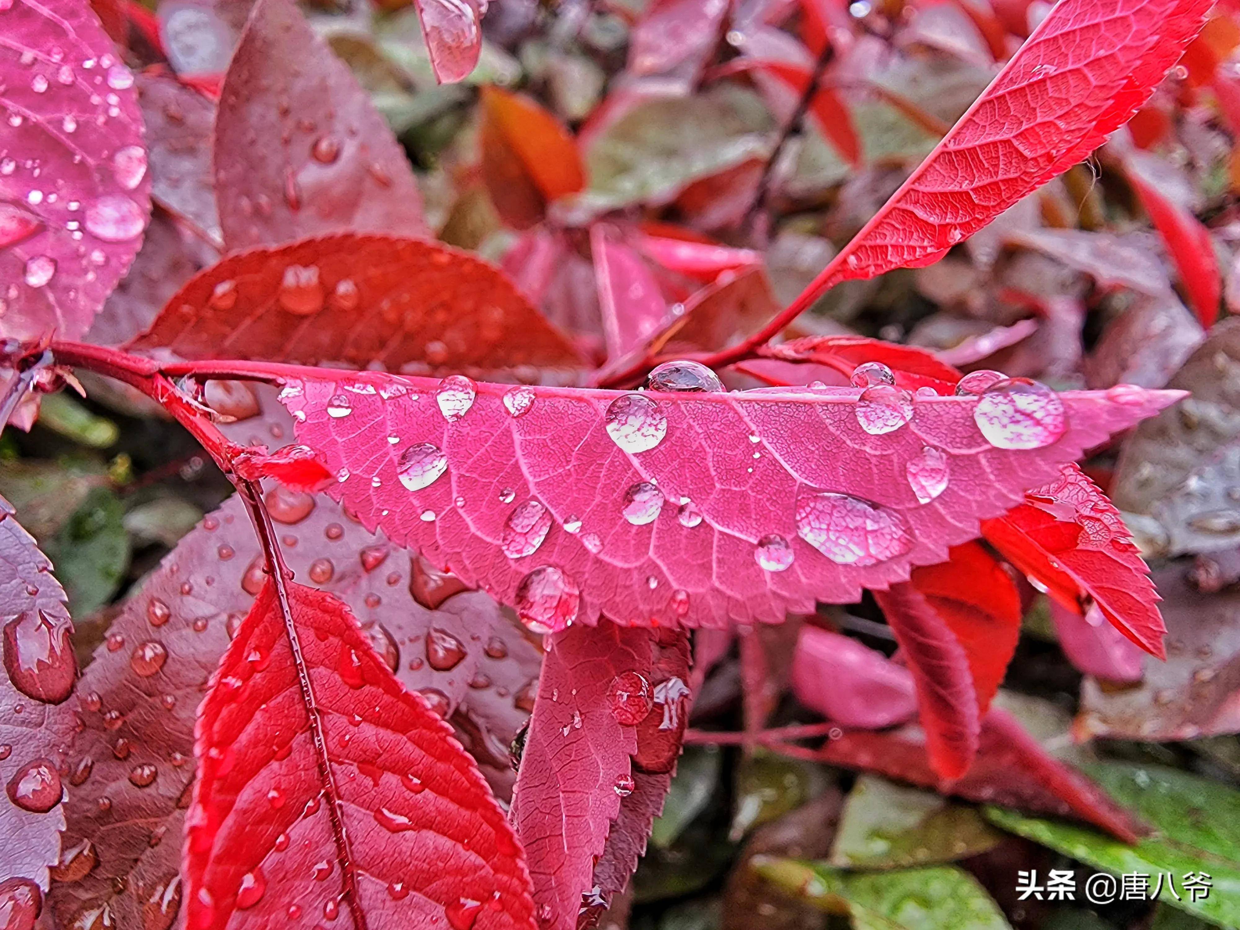 雨后露珠一个个在草丛中闪现