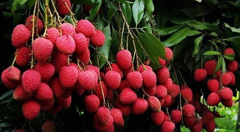 顺丰航空在湛江开通两条荔枝航线