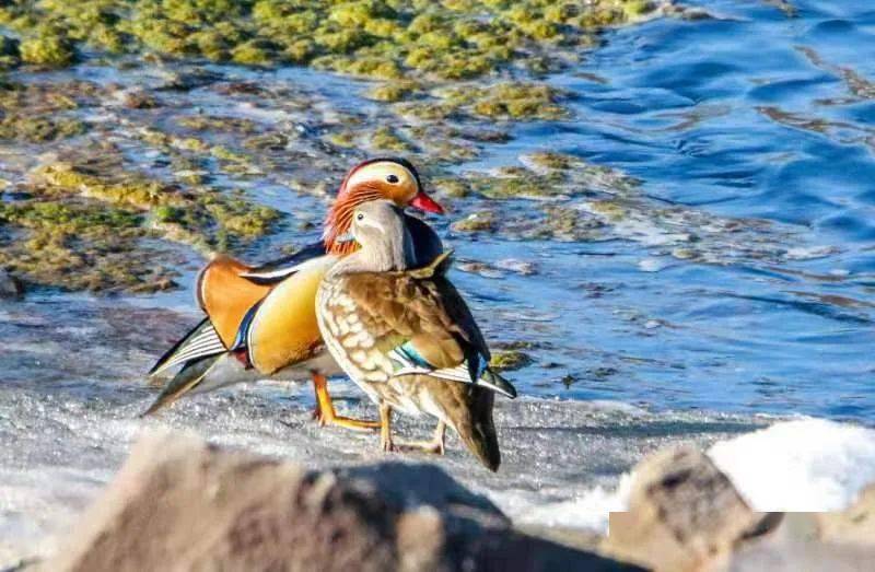 生态和谐同在蓝天下人鸟共家园线上摄影作品展五