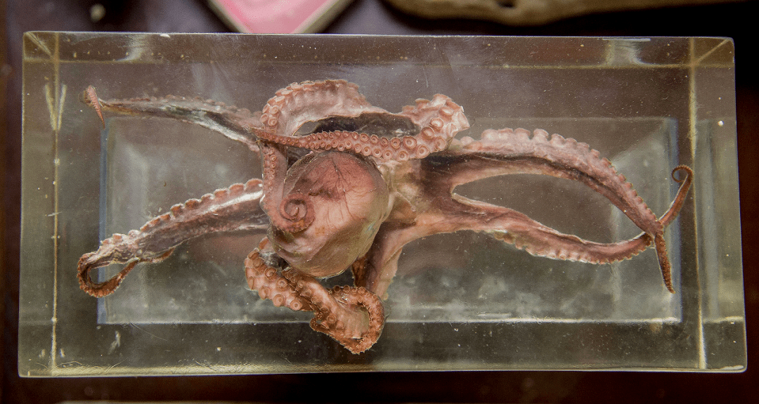 标本_刘必_海洋