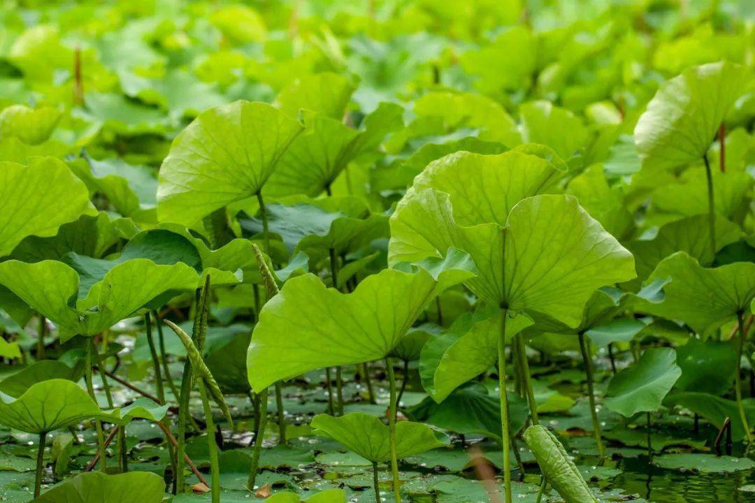 浮萍寄清水,随风东西流_青萍之_身世_李时珍