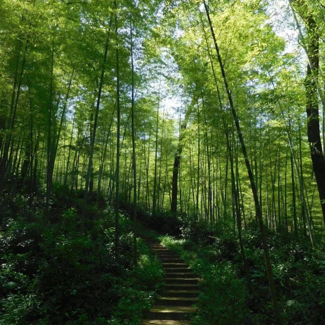 初夏：在竹林之中漫步，到处都是让人心旷神怡的景致_园林_山水_大观园