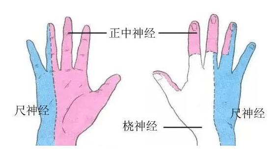 食指神经解剖图图片