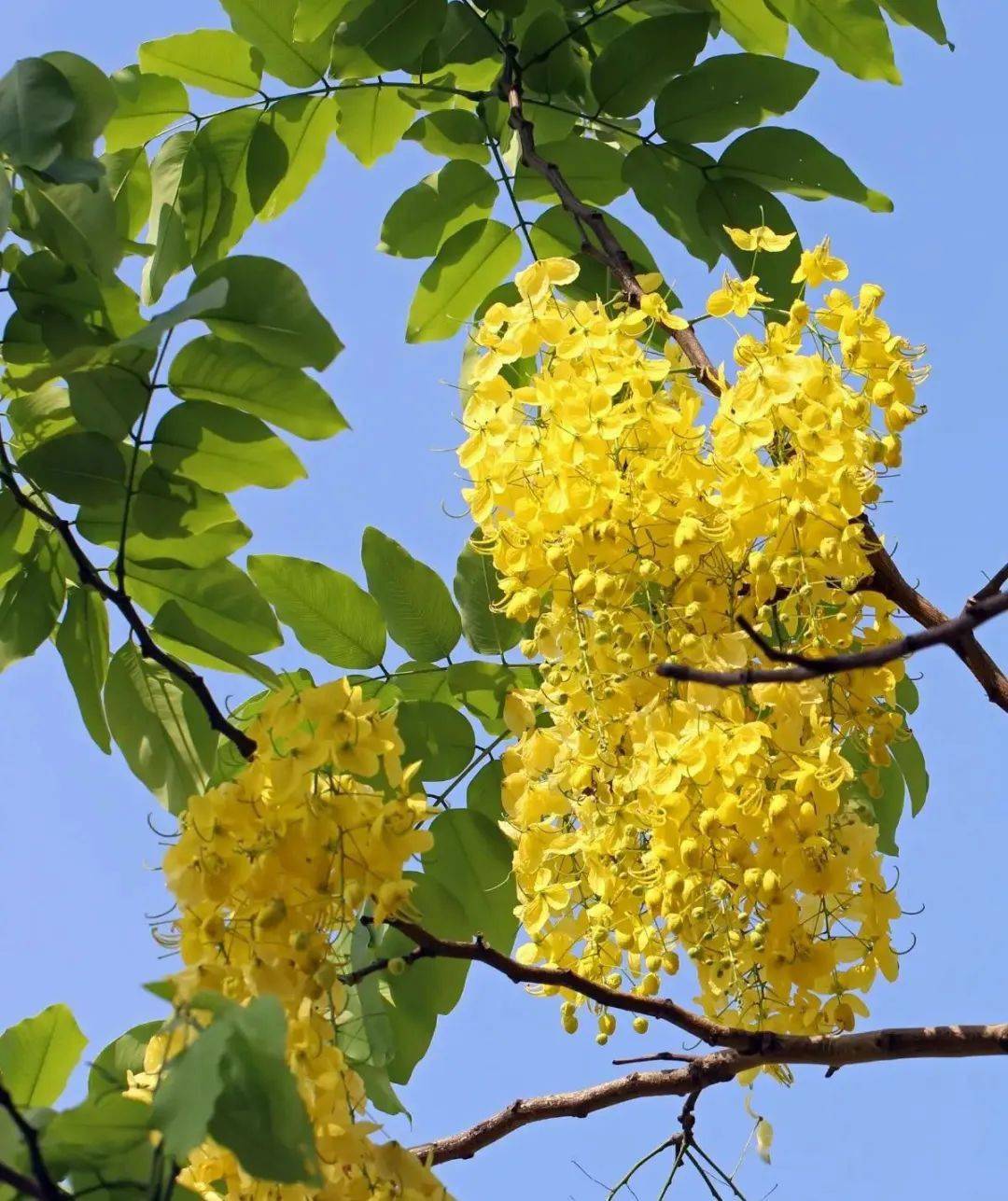 翠 蘆 莉翠蘆莉別名:蘆莉草形態特徵:葉線形,花冠漏斗狀,5裂,具放射狀